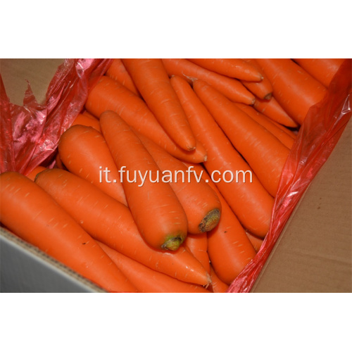 Carota fresca di Shandong in vendita